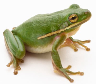 mandukasana - the frog